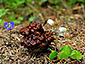 Gyromitra esculenta