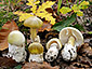 Amanita phalloides