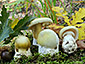 Amanita phalloides