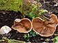 Gyromitra ( Discina ) parma