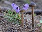 Entoloma hirtipes