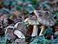 Entoloma saundersii