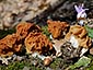 Gyromitra cfr ticiniana