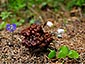 Gyromitra esculenta