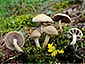 Agrocybe praecox