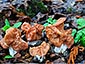 Gyromitra fastigiata