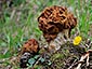 Gyromitra gigas