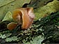 Auricularia auricula-judae