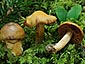 Cortinarius zinziberatus