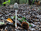 Coprinus picaceus