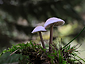 Mycena pura