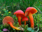 Hygrocybe splendidissima