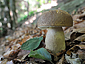 Boletus reticulatus