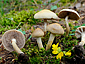 Agrocybe praecox