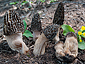 Morchella elata