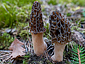 Morchella elata