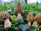 Morchella esculenta