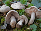 Entoloma saundersii