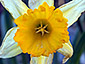 Narcissus