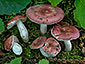 Russula minutula