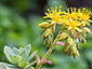 Sedum palmeri