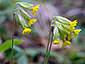 Primula elatior