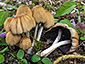 Coprinellus truncorum 