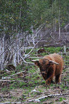 Highland cattle