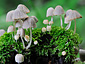 Coprinus disseminatus