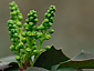 Ilex Sprouts