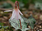 Erythronium dens-canis