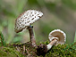 Leucoagaricus nympharum