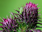 Grasshopper on thistle