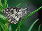 Melanargia galathea