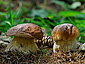 Boletus edulis