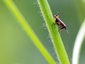 Small cricket