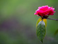 Camellia dream