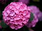 Hydrangea hortensis