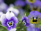 Viola spp