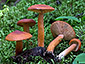 Lactarius aurantiacus