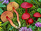 Hygrocybe coccinea