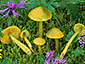 Hygrocybe psittacina