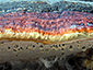 Fomitopsis pinicola