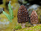 Morchella elata