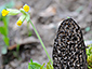 Morchella elata