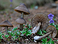 Entoloma hirtipes