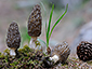 Morchella elata