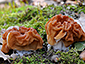 Gyromitra cfr ticiniana