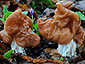 Gyromitra fastigiata