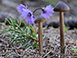 Entoloma hirtipes